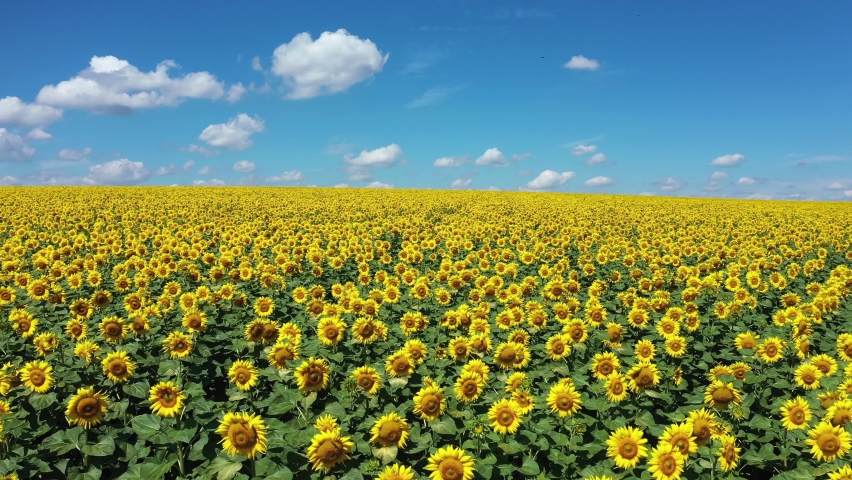 Sunflowers field with blue cloudly sunny sky aerial view.