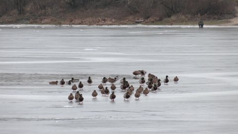 Ducks swim in a small ice-hole in the pond. Ducks swim on the lake in winter, a flock of ducks prepares to fly to warm countries, wild ducks spend the winter on a warm pond.