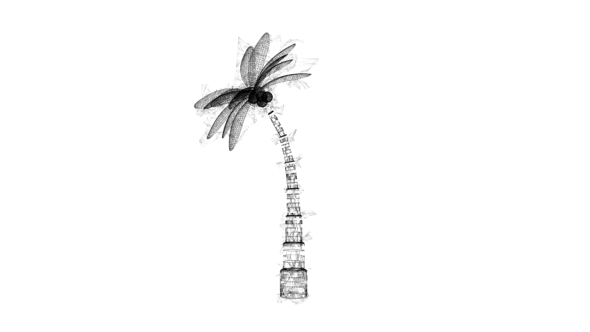 Coconut palm tree with leaves. Wireframe low poly mesh technology. Available in 4K FullHD and HD video