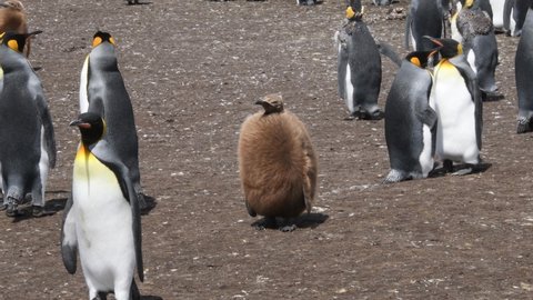 A King Penguin chick stands among a colony of other King Penguins at Volunteer Point in the Falkland Islands. Camera handheld, but stationary.