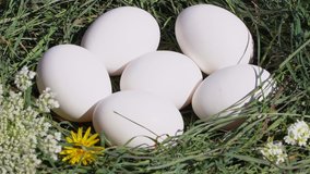 Closeup view video of several chicken eggs laying in green grassy nest. Woman takes eggs one by one