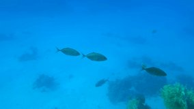 Three jack fish swims in the blue water near coral reef. Orange-spotted trevally or gold-spotted jack fish (Carangoides bajad)