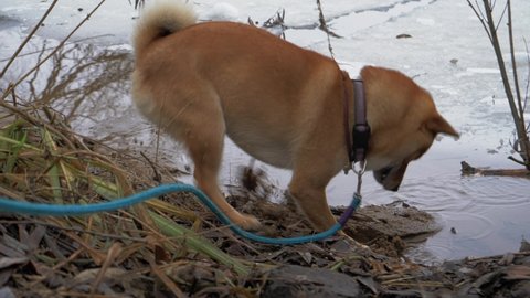 Walk with Sibu Inu. The dog digs a hole in the sand on the river bank and drinks water from the river. Dog on a blue leash. Shibu Inu close up. Winter walk with the dog
