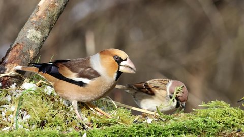 Close up video of a hawfinch male bird at winter feeding