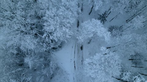 Frozen dying flora of Pieszkowo village woods Poland aerial
