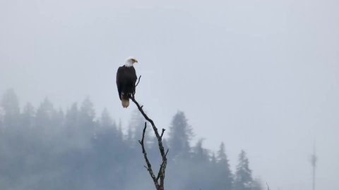 Weisskopfseeadler Kanada Stock Video Footage 4k And Hd Video Clips Shutterstock