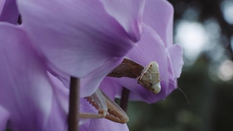 Brown Mantis Between HIde Between Purple Flowers Of Persian Cyclamen. - macro
