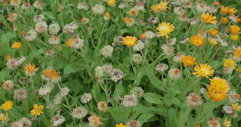 Field with medicinal calendula - the period of flowering and ejection of calendula seeds.