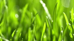 Fresh green grass with dew drops. dew drops on green grass footage, rain drops on green grass video. Closeup rotation