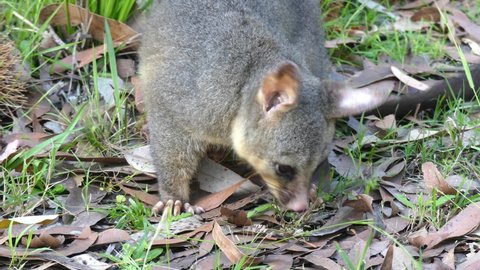 Wild Australian Brushtail Possum eating grass extreme close up