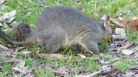 Wild Brushtail Possum looking at camera and feeding