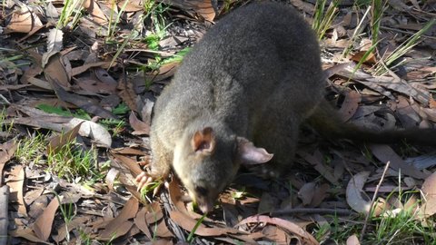 Wild Brushtail Possum sorting foraging through leaf litter for food