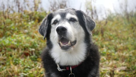 Sweet old dog barking excitedely into camera. Head shot.