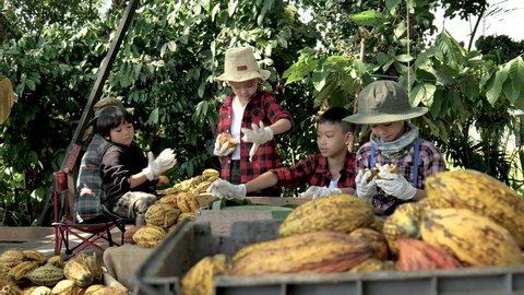 The children helped to unpack the cocoa pods, Fresh cacao pod cut exposing cocoa seeds, with a cocoa plant, cacao beans fermented in wooden barrels, to maintain the quality of cacao flavor.