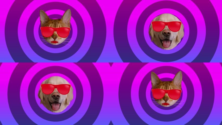 Cat and dog style color background. Wiggle cat and dog in multi-colored sunglasses. Motion graphic animation Royalty-Free Stock Footage #1066240777