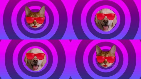 Cat and dog style color background. Wiggle cat and dog in multi-colored sunglasses. Motion graphic animation