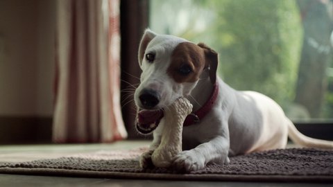 Jack russell terrier chewing bone in the living room.Funny dog eating food.