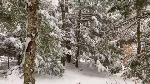Enchanting POV gliding shot through winter forest on virgin snow