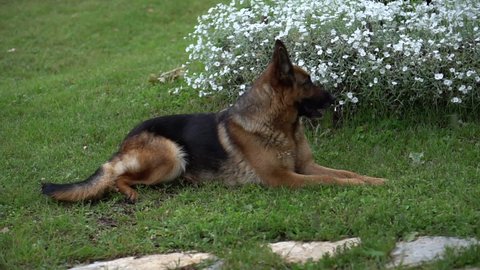 German Shepherd Dog Lying Down Outdoors, Forest, Nature