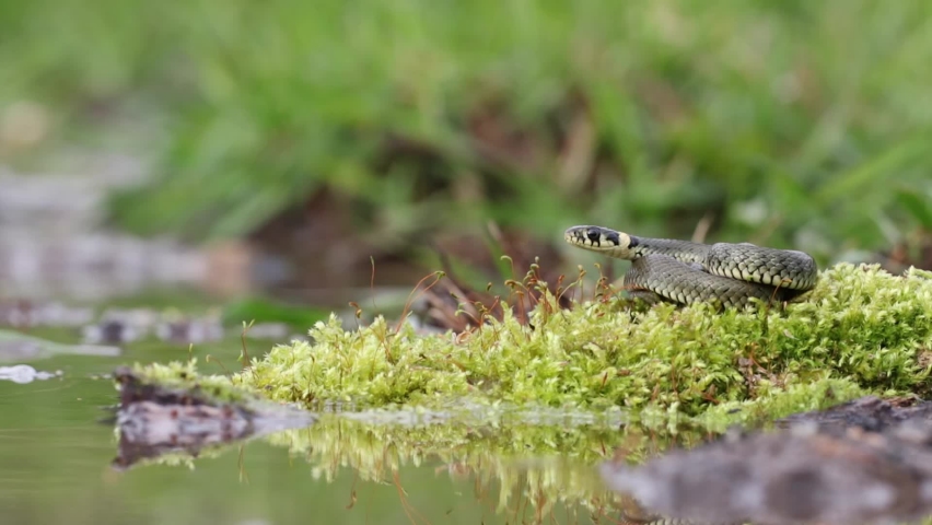 The grass snake (Natrix natrix) sunbathing on the wood covered by green moss. Characteristic habitat for this kind of snake.