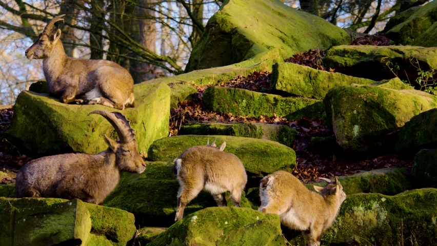 A group of alpine ibex, capricorn resting on rocks in autumn	