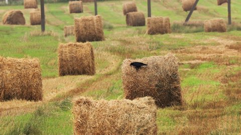 Wild Bird Common Raven - Corvus Corax Sitting On Hay Bale In Summer Field. Belarus, Belarusian Nature.