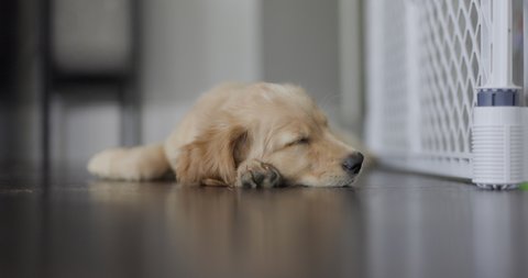 how long do golden retriever puppies sleep