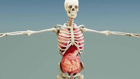 Human anatomy, organs, bones. Creative color palettes and designer details, unstructured showing parts, 3d render, 