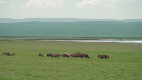 Free herd of wild horses in the great lakeside meadow.Animal horse liberty animals wildlife flock group brown independent unfettered freedom grassland prairie meadow wold pasture steppe plateau 4K.