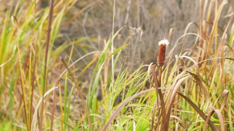 Cattails swaying in breeze at marsh wetlands. Typha latifolia . Fall. Reeds on lake near shore in sunny day.