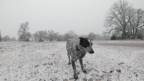 Spotted dog backs up and then waits for a snowball to be thrown, and catches it up in the air; in slow motion
