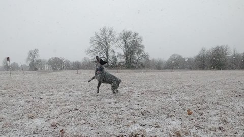 Spotted black and white dog leaps up in air catching snowflakes in heavy snowfall, in slow motion