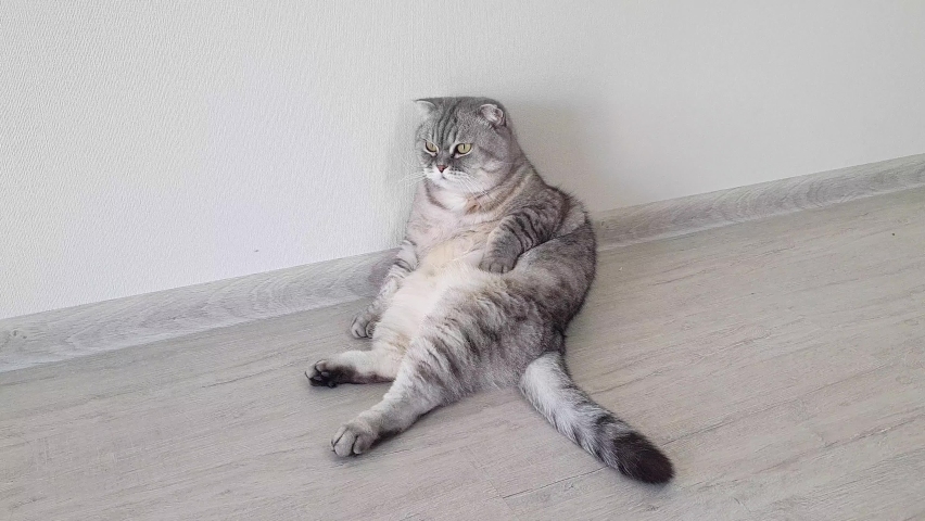 Cat sitting on the butt. Cat sitting in a buddha pose.