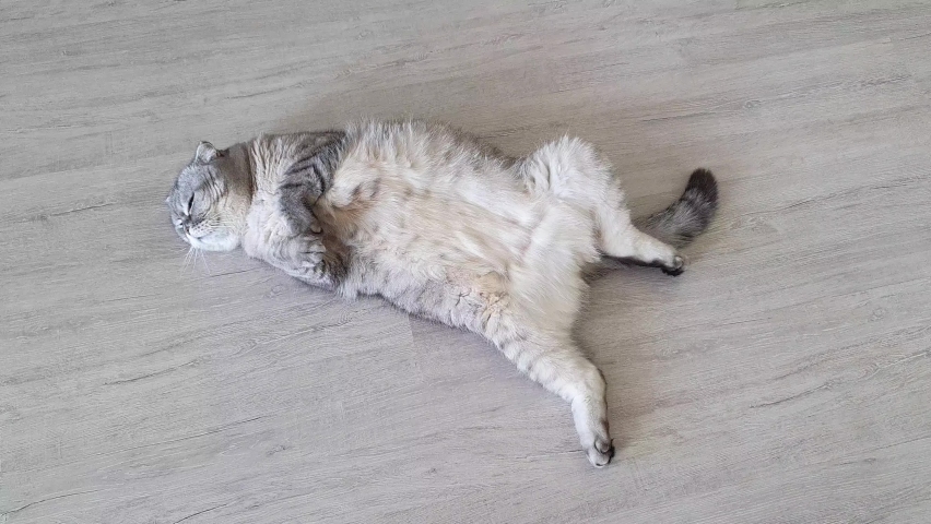 Funny cat lies on its back with its belly up. Scottish fold cat lying on the floor.