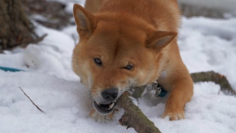 Dog close up. Shiba Inu lies in the snow and chews on a stick. The dog gnaws a thick stick with its fangs, pieces of wood scatter to the sides. Dog chews on a stick in slow motion. Dog on a blue leash