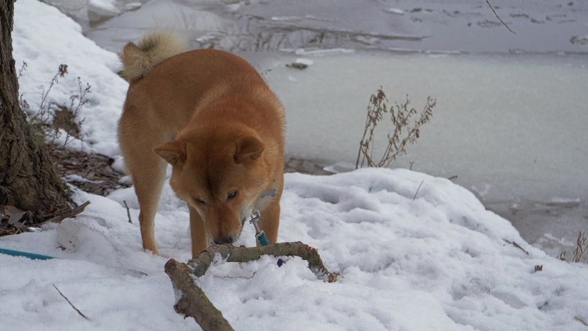 Dog close up. Shiba Inu lies in the snow and chews on a stick. The dog gnaws a thick stick with its fangs, pieces of wood scatter to the sides. Dog chews on a stick in slow motion. Dog on a blue leash