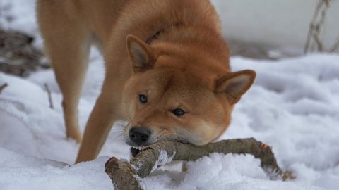 Dog close up. Shiba Inu lies in the snow and chews on a stick. The dog gnaws a thick stick with its fangs, pieces of wood scatter to the sides. Dog chews on a stick in slow motion. Dog on a blue leash