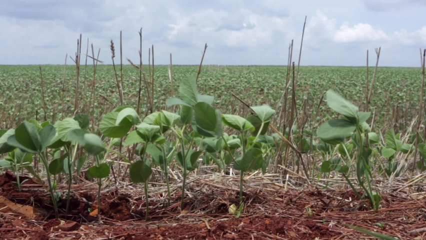 New crop close up of young soybean plants of no-till farming with blurred 
background. Concept of agriculture, industry, food, harvest, farm. Royalty-Free Stock Footage #1066271950