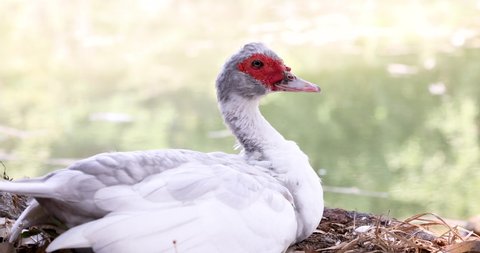 A white muscovy duck sitting under the tree by a small pond.