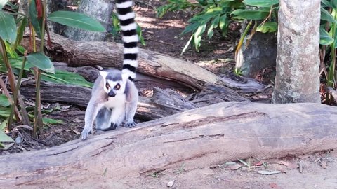 Ring-tailed lemur Walking through the Foliage Whilst Looking Where to Go, In Slow Motion at Steve Irwins Australia Zoo in Queensland, Australia.