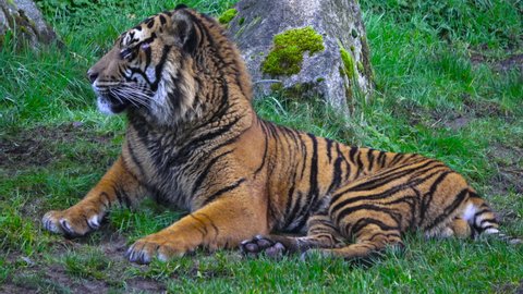 A critically endangered sumatran tiger sitting in the grass.