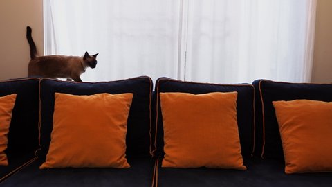 The cat wandered on the blue-yellow sofa in the living room, where the soft sunlight passed through the thin curtain through the window. : vidéo de stock