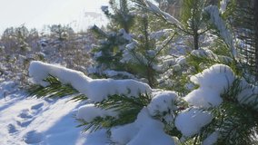 Beautiful snowy winter forest. Snowy branches and ground covered with fresh frosty fluffy white snow. Imprints of male boots on surface of fresh fluffy snow. Natural Christmas 4k video background