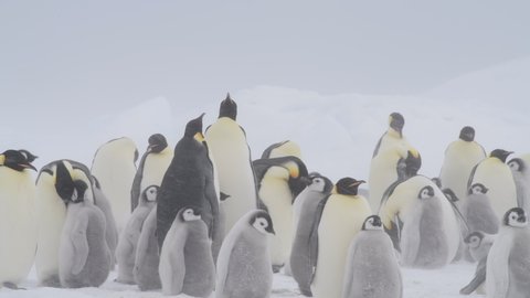 Emperor Penguins with chicks close up in Antarctica