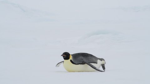 Emperor Penguin on the snow in Antarctica