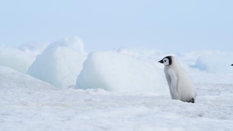 Emperor Penguins chiks on the ice in Antarctica