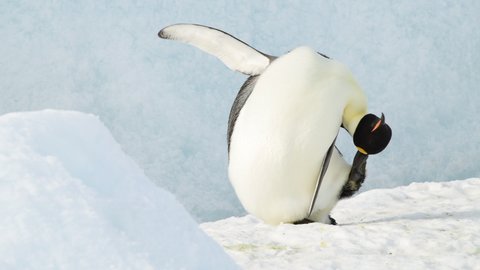Emperor Penguin close up in Antarctica