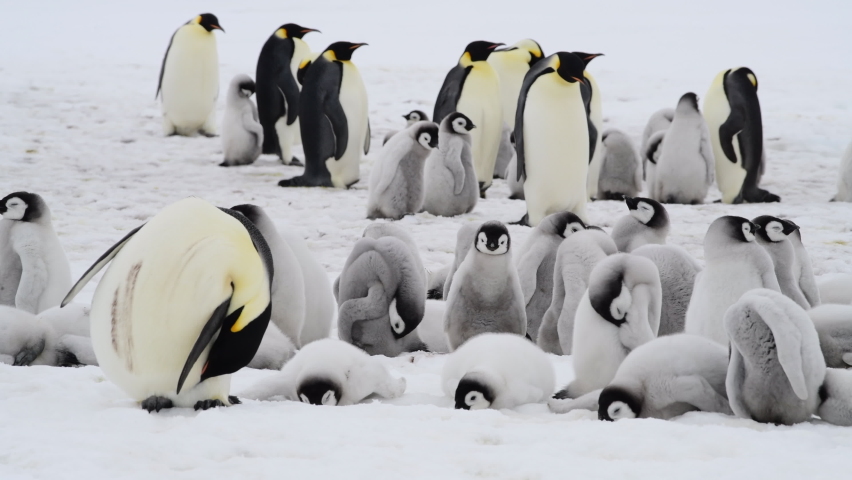 Emperor Penguins with chicks close up in Antarctica | Shutterstock HD Video #1066296991