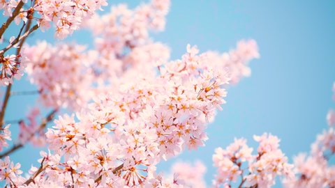 Blowing Cherry Blossoms under The Blue Sky in Spring, Floral Image, Fixed Shooting