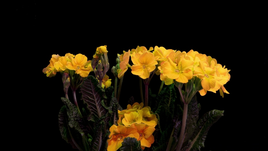 Yellow primrose flowers on a black background, time lapse, 4k | Shutterstock HD Video #1066318354
